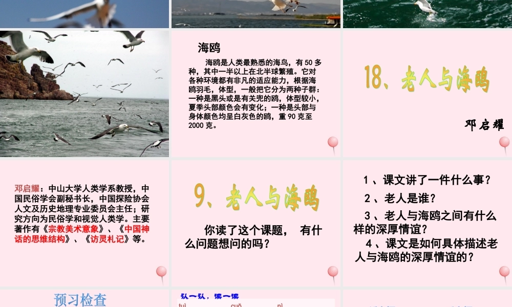 五年级语文上册 第五单元 18《老人与海鸥》课件 北京版-北京版小学五年级上册语文课件