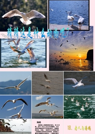 五年级语文上册 第五单元 18《老人与海鸥》课件 北京版-北京版小学五年级上册语文课件