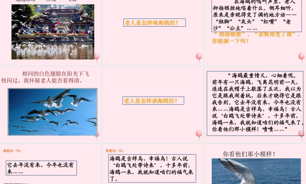 五年级语文上册 第五单元 18《老人与海鸥》课件1 北京版-北京版小学五年级上册语文课件