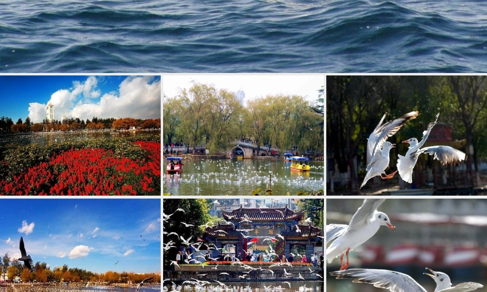 五年级语文上册 第五单元 18《老人与海鸥》课件2 北京版-北京版小学五年级上册语文课件