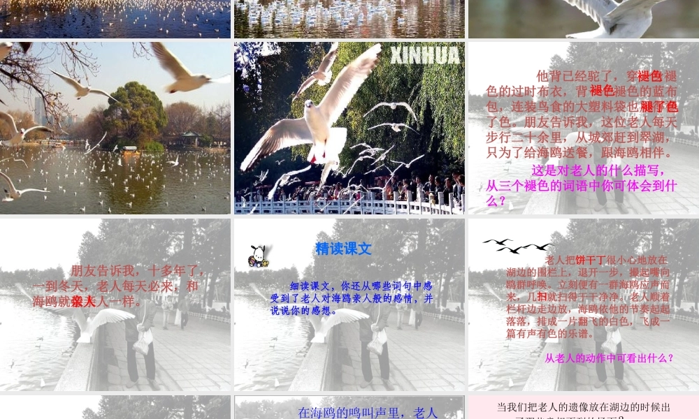 五年级语文上册 第五单元 18《老人与海鸥》课件2 北京版-北京版小学五年级上册语文课件