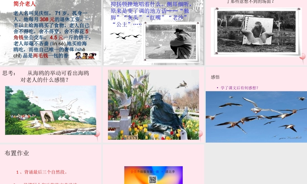 五年级语文上册 第五单元 18《老人与海鸥》课件2 北京版-北京版小学五年级上册语文课件