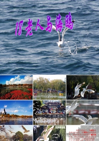 五年级语文上册 第五单元 18《老人与海鸥》课件2 北京版-北京版小学五年级上册语文课件