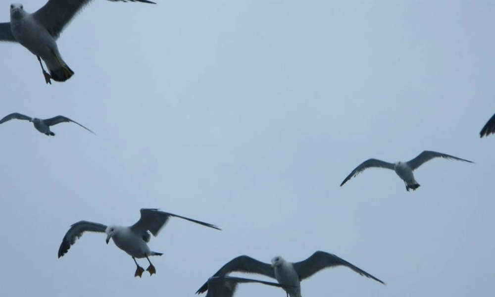 五年级语文上册 第五单元 18《老人与海鸥》课件3 北京版-北京版小学五年级上册语文课件