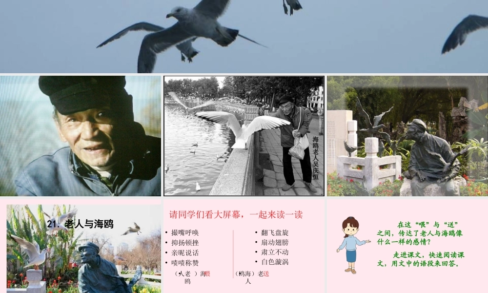 五年级语文上册 第五单元 18《老人与海鸥》课件3 北京版-北京版小学五年级上册语文课件