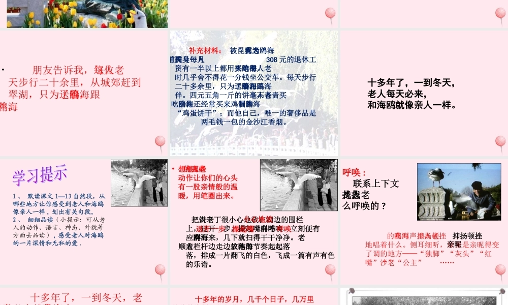 五年级语文上册 第五单元 18《老人与海鸥》课件3 北京版-北京版小学五年级上册语文课件