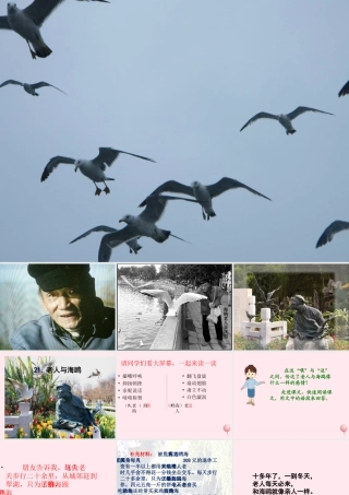 五年级语文上册 第五单元 18《老人与海鸥》课件3 北京版-北京版小学五年级上册语文课件