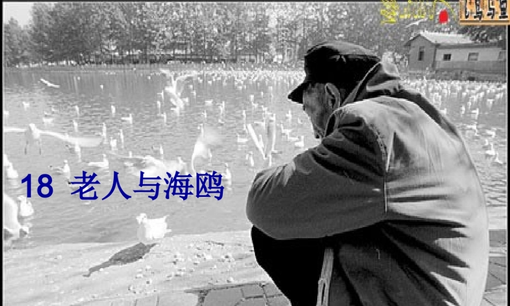 五年级语文上册 第五单元 18《老人与海鸥》课件4 北京版-北京版小学五年级上册语文课件