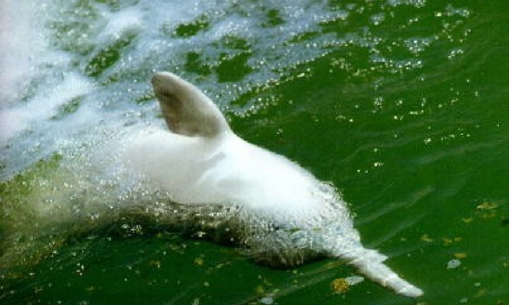 五年级语文上册 第五单元 白鳍豚课件2 湘教版-湘教版小学五年级上册语文课件