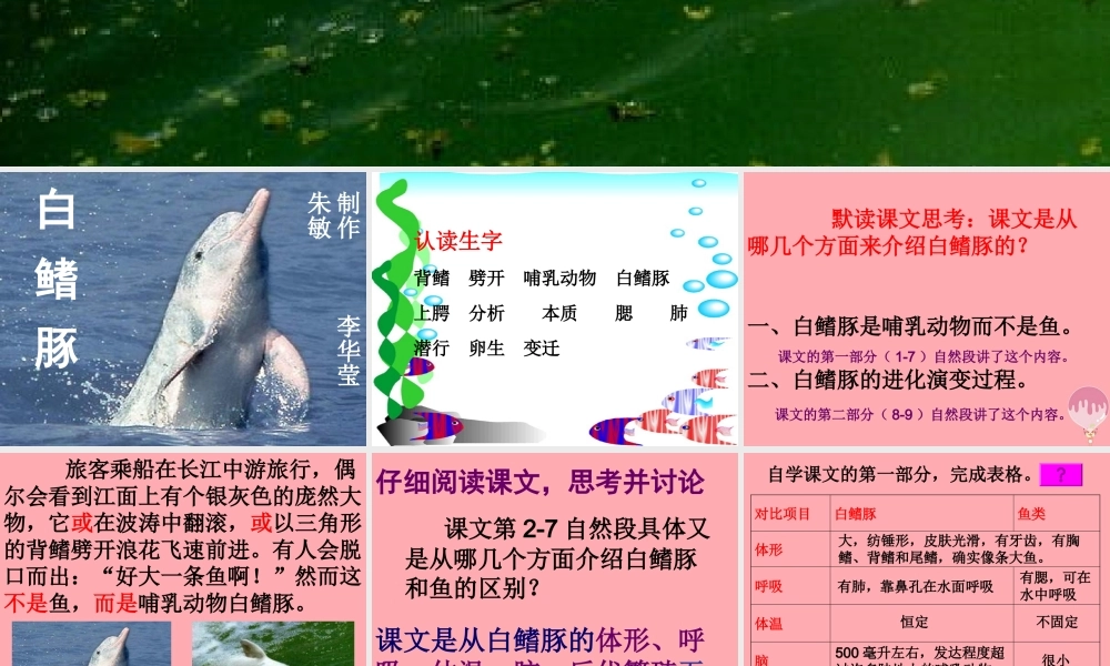 五年级语文上册 第五单元 白鳍豚课件2 湘教版-湘教版小学五年级上册语文课件
