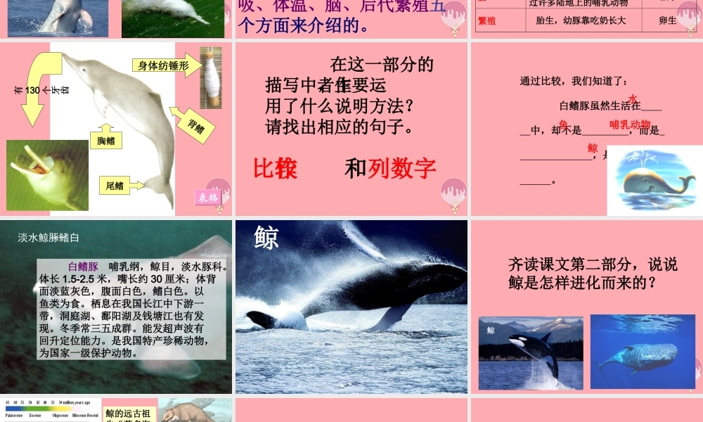 五年级语文上册 第五单元 白鳍豚课件2 湘教版-湘教版小学五年级上册语文课件