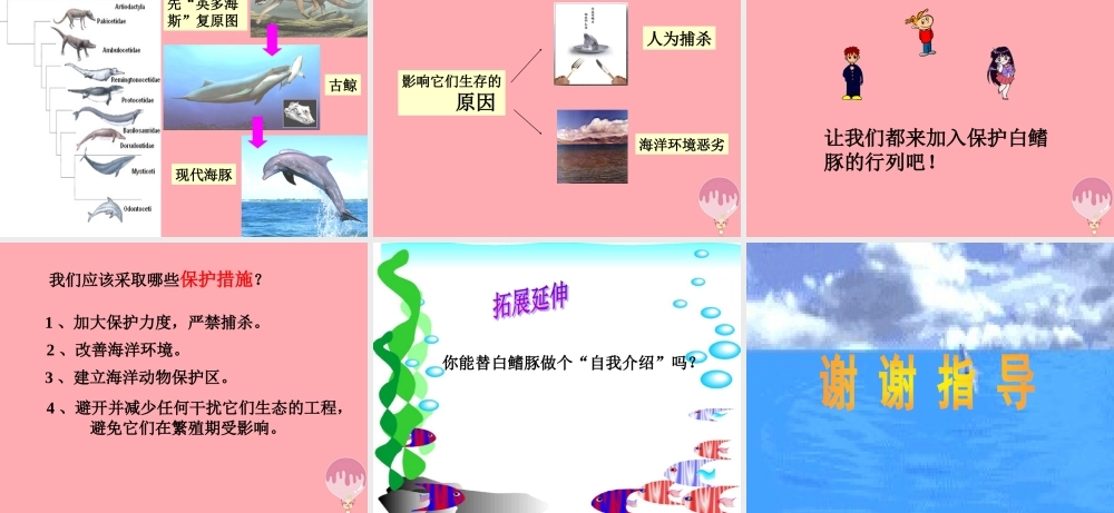 五年级语文上册 第五单元 白鳍豚课件2 湘教版-湘教版小学五年级上册语文课件