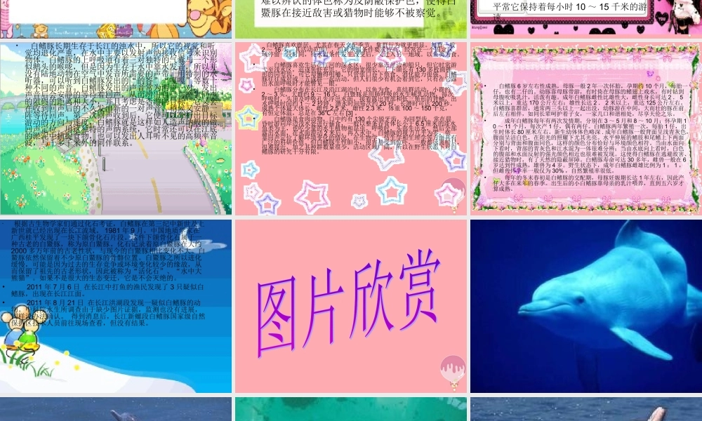 五年级语文上册 第五单元 白鳍豚课件4 湘教版-湘教版小学五年级上册语文课件