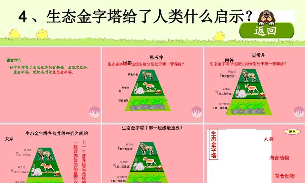 五年级语文上册 第五单元 生态金字塔课件1 湘教版-湘教版小学五年级上册语文课件