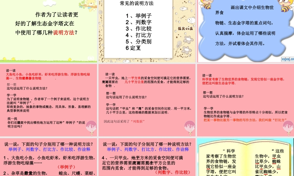 五年级语文上册 第五单元 生态金字塔课件1 湘教版-湘教版小学五年级上册语文课件