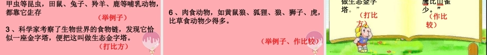 五年级语文上册 第五单元 生态金字塔课件1 湘教版-湘教版小学五年级上册语文课件