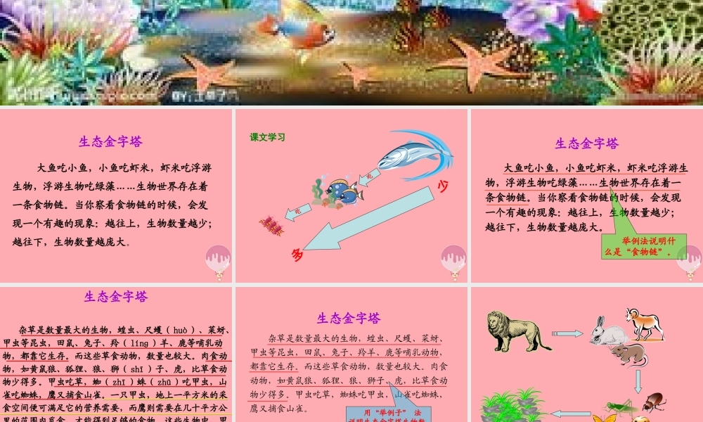 五年级语文上册 第五单元 生态金字塔课件2 湘教版-湘教版小学五年级上册语文课件