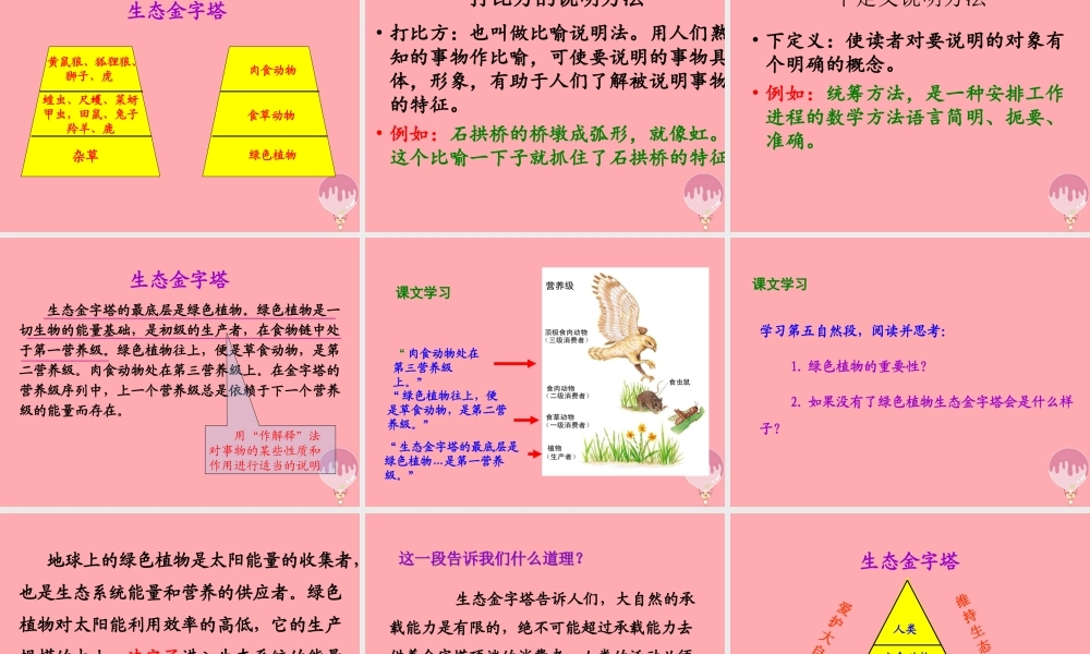 五年级语文上册 第五单元 生态金字塔课件2 湘教版-湘教版小学五年级上册语文课件