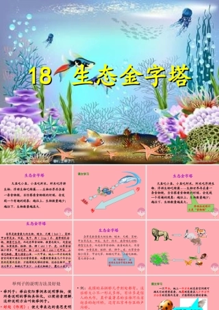 五年级语文上册 第五单元 生态金字塔课件2 湘教版-湘教版小学五年级上册语文课件