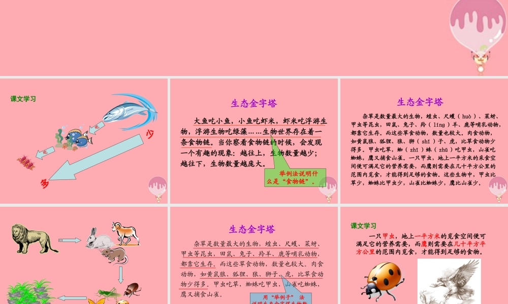 五年级语文上册 第五单元 生态金字塔课件3 湘教版-湘教版小学五年级上册语文课件