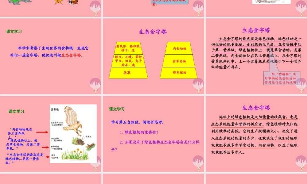 五年级语文上册 第五单元 生态金字塔课件3 湘教版-湘教版小学五年级上册语文课件