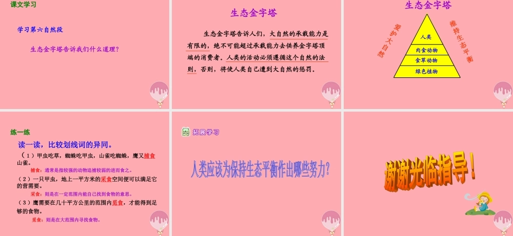 五年级语文上册 第五单元 生态金字塔课件3 湘教版-湘教版小学五年级上册语文课件