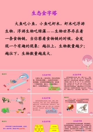 五年级语文上册 第五单元 生态金字塔课件3 湘教版-湘教版小学五年级上册语文课件