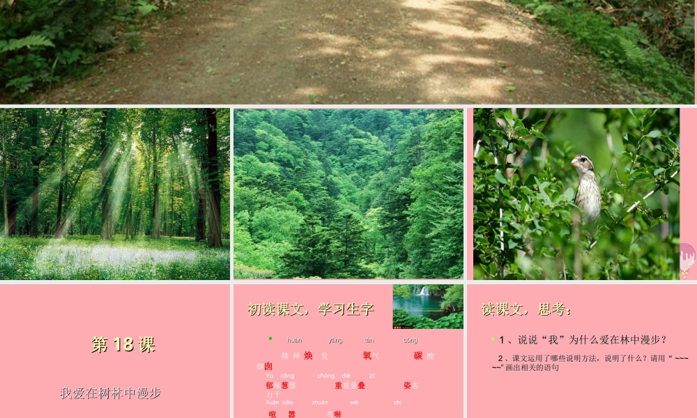 五年级语文上册 第五单元 我爱在林中漫步课件1 湘教版-湘教版小学五年级上册语文课件