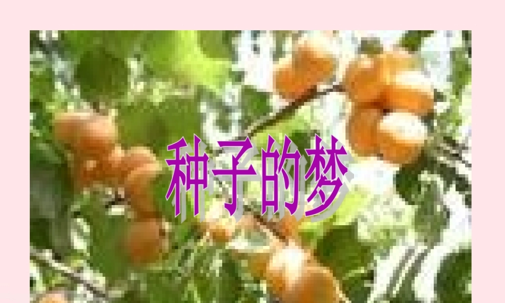 五年级语文下册 5《心愿》种子的梦课件1 北师大版-北师大版小学五年级下册语文课件