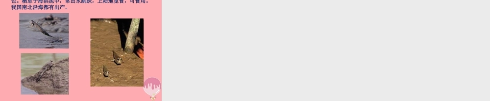 五年级语文上册 第四单元 少年闰土课件2 西师大版-西师大版小学五年级上册语文课件