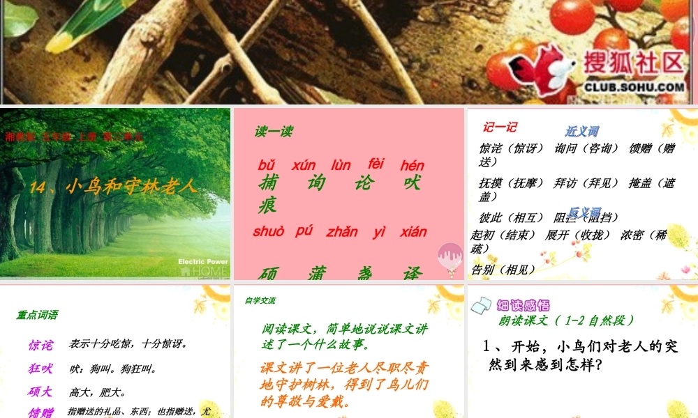 五年级语文上册 第四单元 小鸟和守林老人课件4 湘教版-湘教版小学五年级上册语文课件