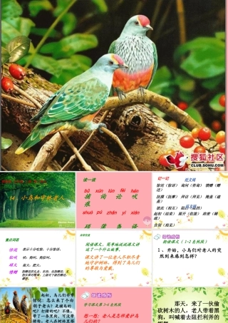 五年级语文上册 第四单元 小鸟和守林老人课件4 湘教版-湘教版小学五年级上册语文课件