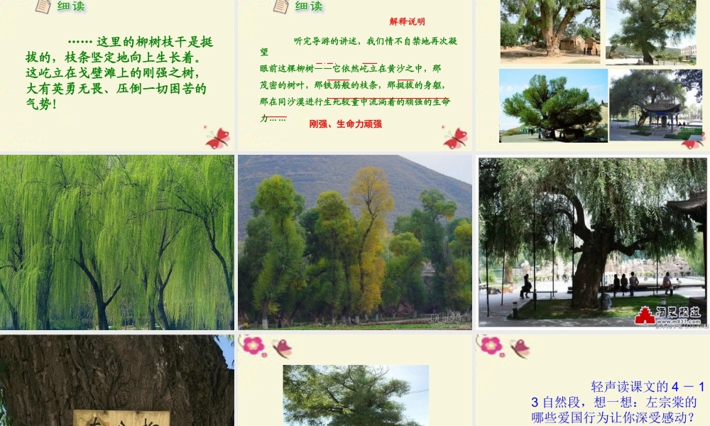 五年级语文下册 第5单元 22《左公柳》课件3 语文S版-语文S版小学五年级下册语文课件