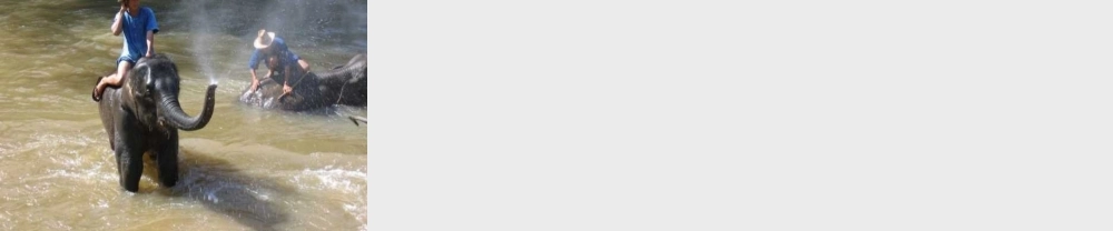 五年级语文下册 第八组 27 与象共舞教学课件1 新人教版-新人教版小学五年级下册语文课件