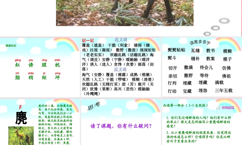 五年级语文上册 第四单元 醉麂课件2 湘教版-湘教版小学五年级上册语文课件