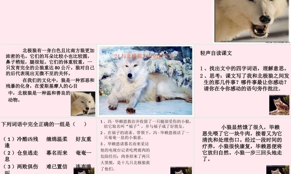 五年级语文上册 第六单元 24《与北极狼为友的科学家》课件 北京版-北京版小学五年级上册语文课件