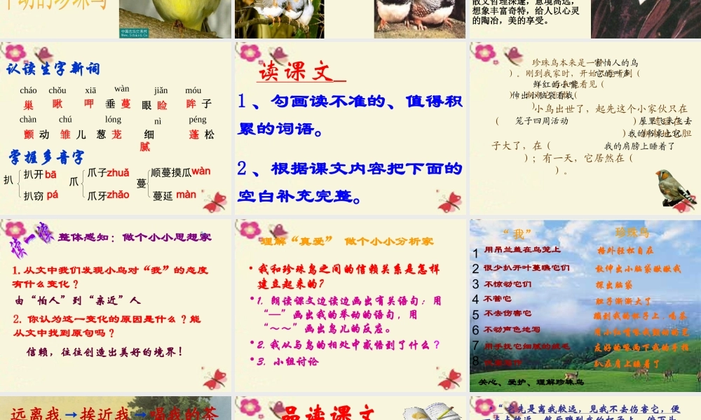 五年级语文下册 第2单元 7《珍珠鸟》课件3 语文S版-语文S版小学五年级下册语文课件