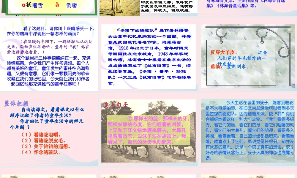 五年级语文下册 第二组 6  骆驼队教学课件1 新人教版-新人教级下册语文课件