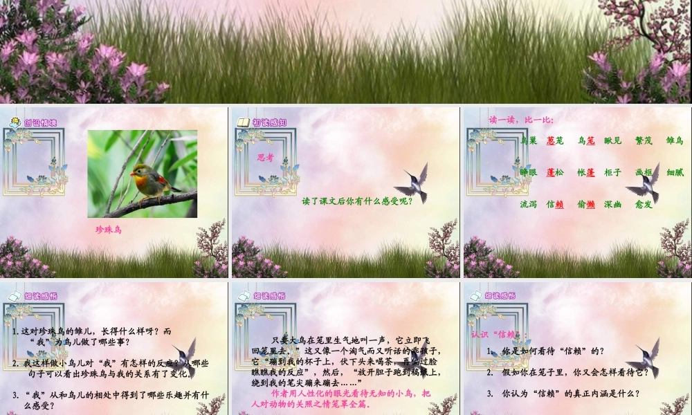 五年级语文下册 第2单元 7《珍珠鸟》课件6 语文S版-语文S版小学五年级下册语文课件