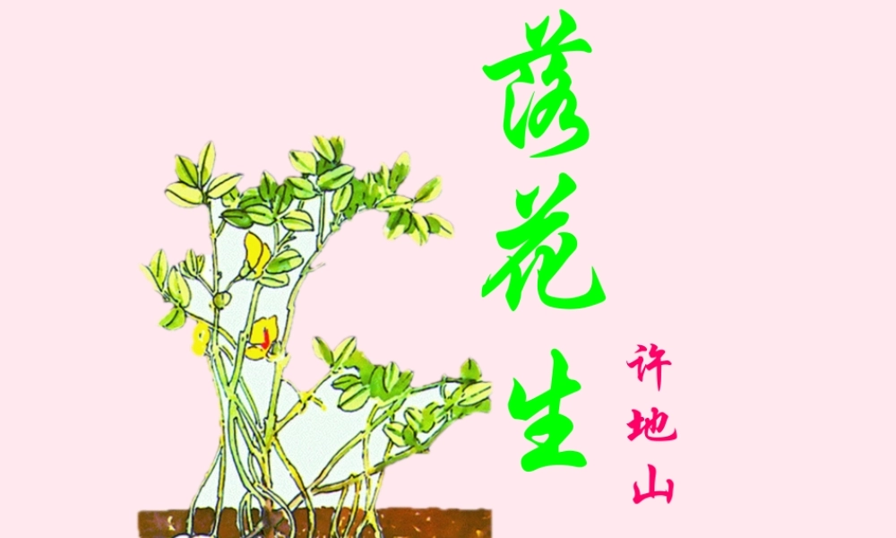 五年级语文上册 第四组 15 落花生课件 新人教版-新人教版小学五年级上册语文课件