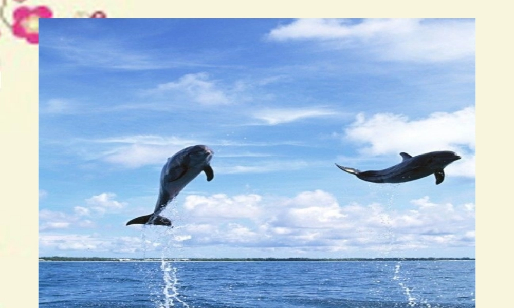 五年级语文下册 第2单元 8《海豚救人》课件1 语文S版-语文S版小学五年级下册语文课件