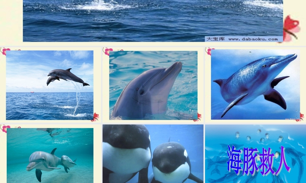 五年级语文下册 第2单元 8《海豚救人》课件1 语文S版-语文S版小学五年级下册语文课件