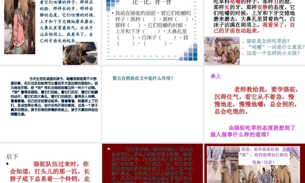 五年级语文下册 第二组 6  骆驼队课件1 新人教版-新人教级下册语文课件