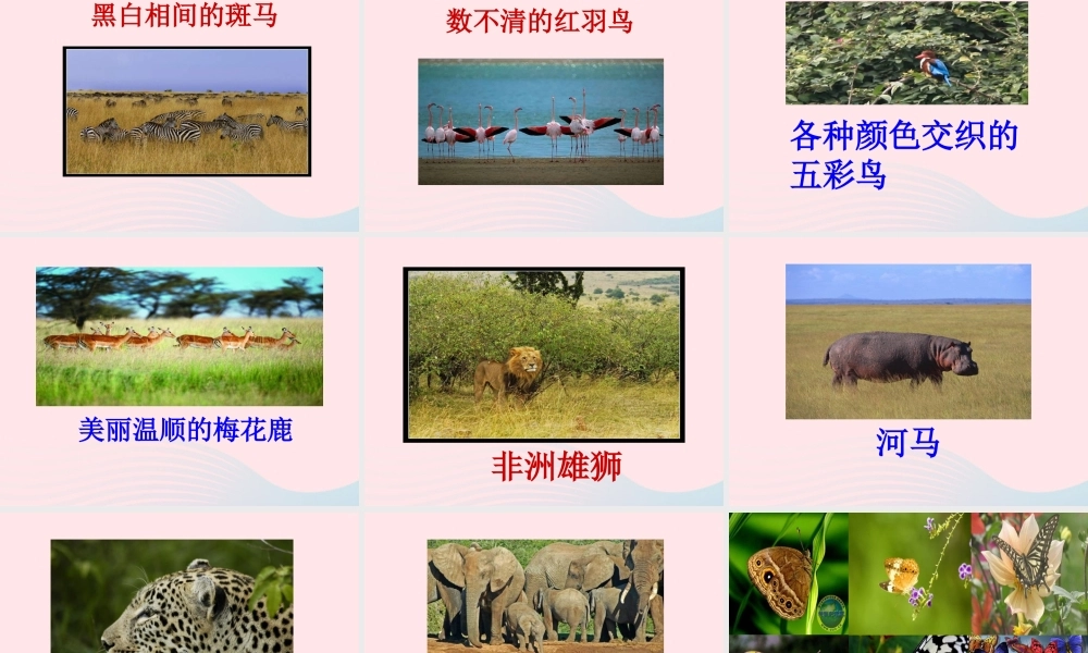 五年级语文下册 第八组 28 彩色的非洲课件3 新人教版-新人教版小学五年级下册语文课件