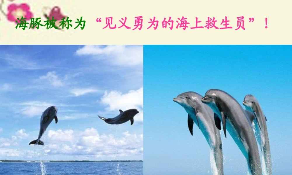 五年级语文下册 第2单元 8《海豚救人》课件8 语文S版-语文S版小学五年级下册语文课件