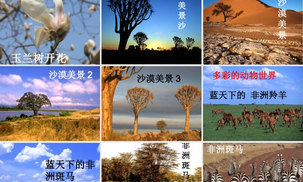 五年级语文下册 第八组 28《彩色的非洲》课件 新人教版-新人教版小学五年级下册语文课件