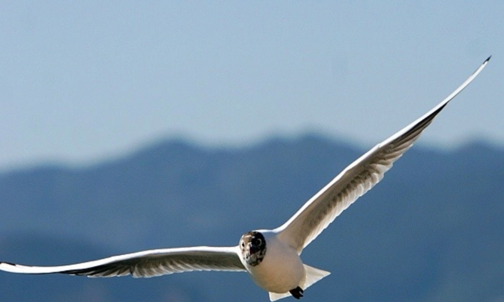 五年级语文下册 第2单元 9《老人与海鸥》课件1 语文S版-语文S版小学五年级下册语文课件