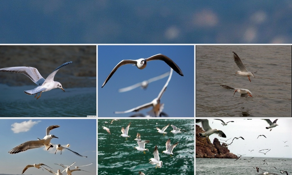 五年级语文下册 第2单元 9《老人与海鸥》课件1 语文S版-语文S版小学五年级下册语文课件