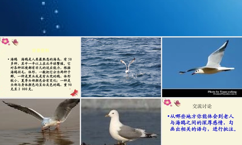 五年级语文下册 第2单元 9《老人与海鸥》课件3 语文S版-语文S版小学五年级下册语文课件