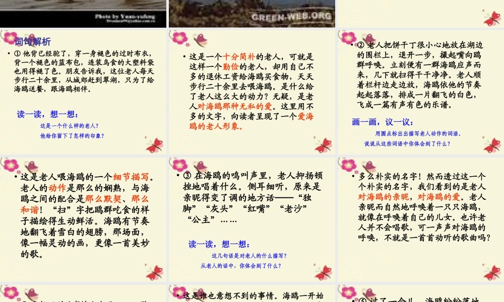 五年级语文下册 第2单元 9《老人与海鸥》课件3 语文S版-语文S版小学五年级下册语文课件